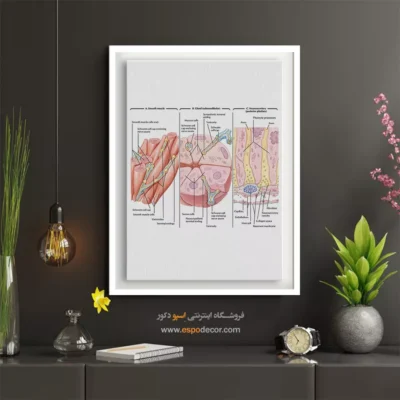 تابلو آناتومی - اسپو دکور