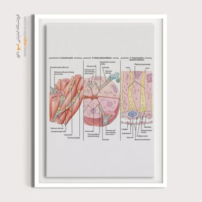 تابلو آناتومی - اسپو دکور