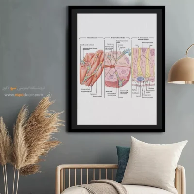 تابلو آناتومی - اسپو دکور