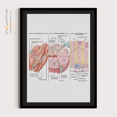 تابلو آناتومی - اسپو دکور