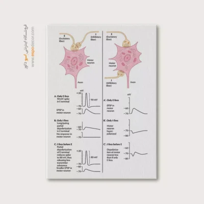 تابلو آناتومی - اسپو دکور