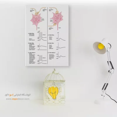 تابلو آناتومی - اسپو دکور
