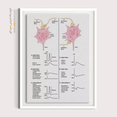 تابلو آناتومی - اسپو دکور
