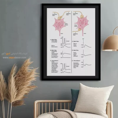 تابلو آناتومی - اسپو دکور