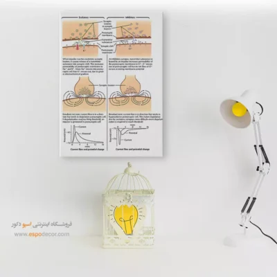 تابلو آناتومی - اسپو دکور