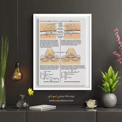 تابلو آناتومی - اسپو دکور