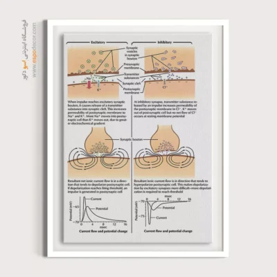 تابلو آناتومی - اسپو دکور