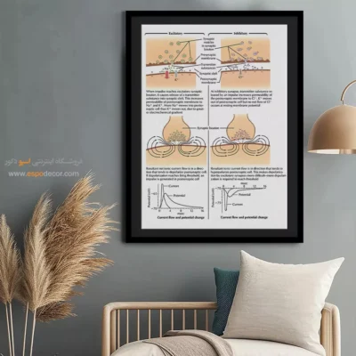تابلو آناتومی - اسپو دکور