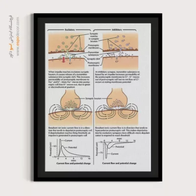 تابلو آناتومی - اسپو دکور