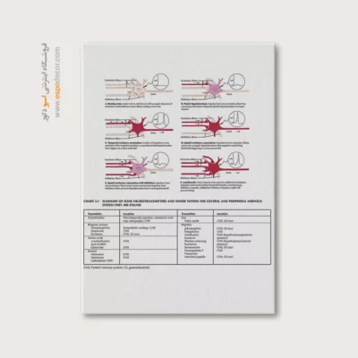 تابلو آناتومی - اسپو دکور