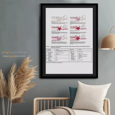 تابلو آناتومی - اسپو دکور