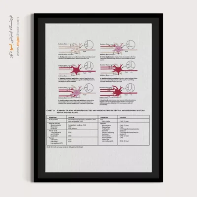 تابلو آناتومی - اسپو دکور