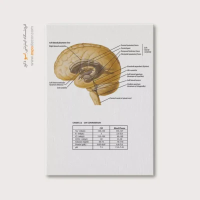 تابلو آناتومی - اسپو دکور
