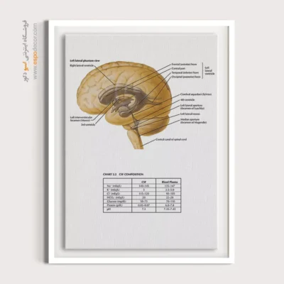 تابلو آناتومی - اسپو دکور