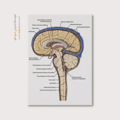 تابلو آناتومی - اسپو دکور