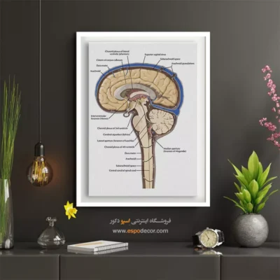 تابلو آناتومی - اسپو دکور