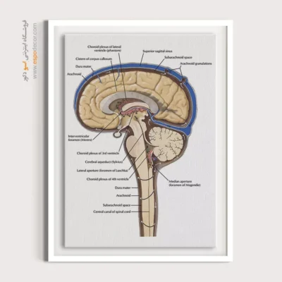 تابلو آناتومی - اسپو دکور