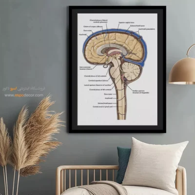 تابلو آناتومی - اسپو دکور