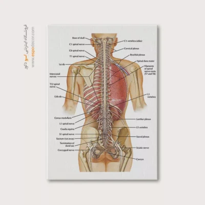 تابلو آناتومی - اسپو دکور