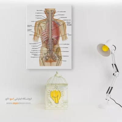 تابلو آناتومی - اسپو دکور