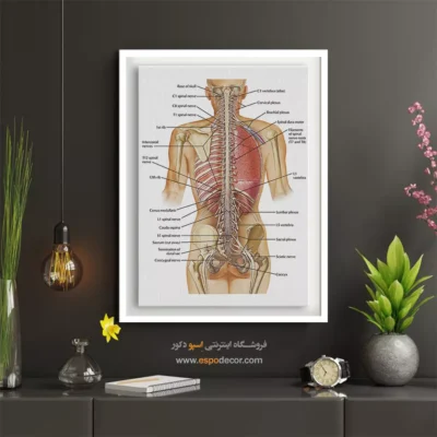 تابلو آناتومی - اسپو دکور