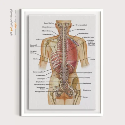 تابلو آناتومی - اسپو دکور