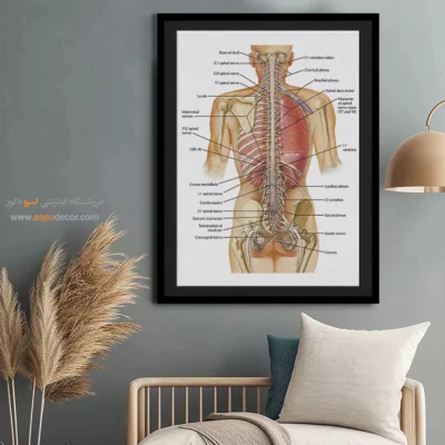 تابلو آناتومی - اسپو دکور
