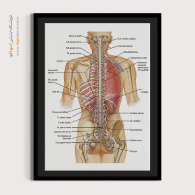 تابلو آناتومی - اسپو دکور