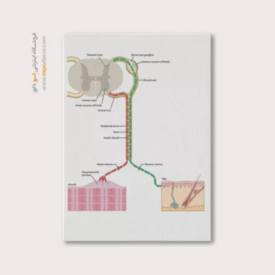 تابلو آناتومی - اسپو دکور