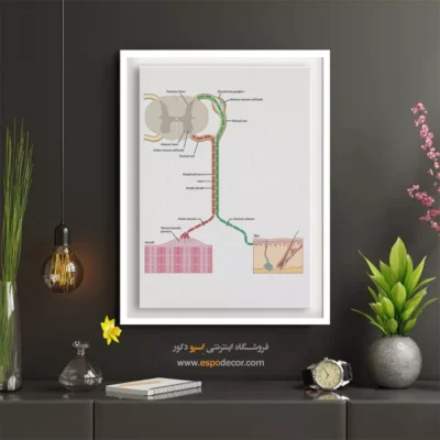تابلو آناتومی - اسپو دکور