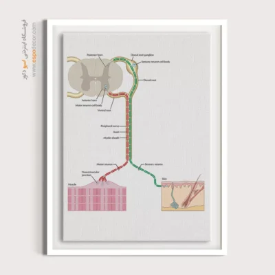 تابلو آناتومی - اسپو دکور