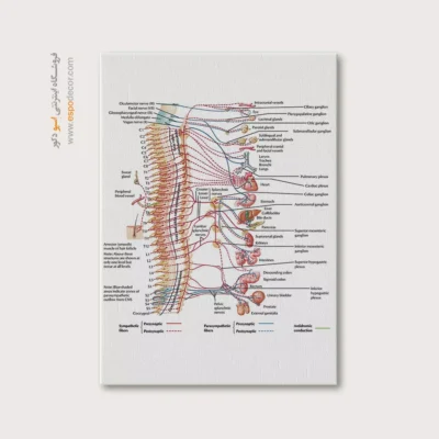 تابلو آناتومی - اسپو دکور