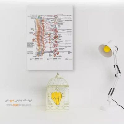 تابلو آناتومی - اسپو دکور