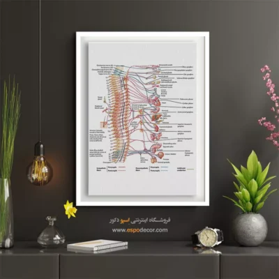 تابلو آناتومی - اسپو دکور