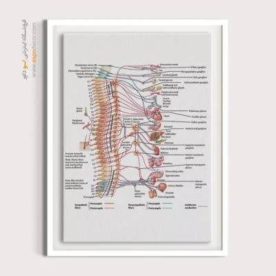تابلو آناتومی - اسپو دکور