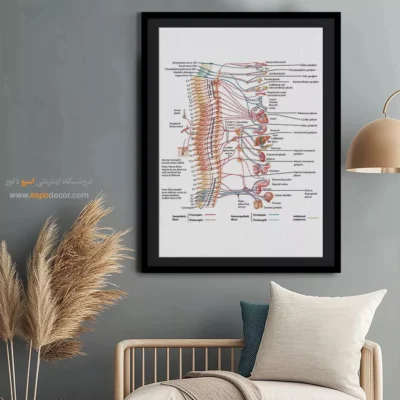 تابلو آناتومی - اسپو دکور