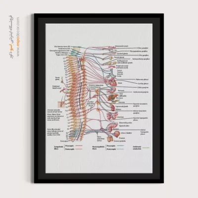تابلو آناتومی - اسپو دکور
