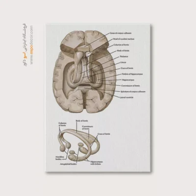 تابلو آناتومی - اسپو دکور
