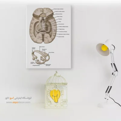 تابلو آناتومی - اسپو دکور