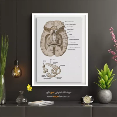 تابلو آناتومی - اسپو دکور