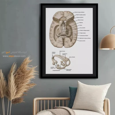 تابلو آناتومی - اسپو دکور