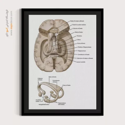 تابلو آناتومی - اسپو دکور