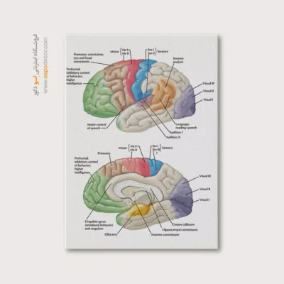 تابلو آناتومی - اسپو دکور