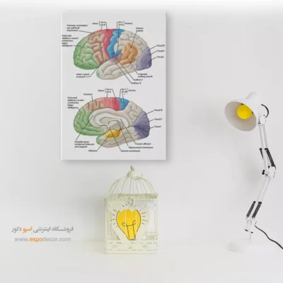 تابلو آناتومی - اسپو دکور