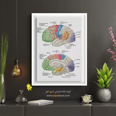 تابلو آناتومی - اسپو دکور