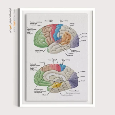 تابلو آناتومی - اسپو دکور