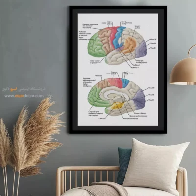 تابلو آناتومی - اسپو دکور