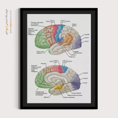 تابلو آناتومی - اسپو دکور