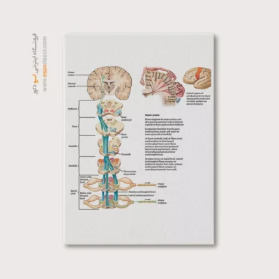 تابلو آناتومی - اسپو دکور