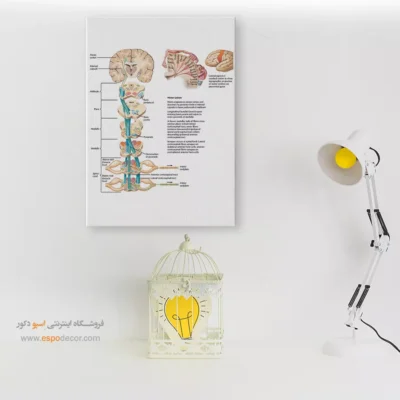 تابلو آناتومی - اسپو دکور